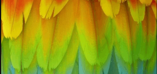 Gumroad – Levelup Digital – Feather Creation | Romain Lemaire